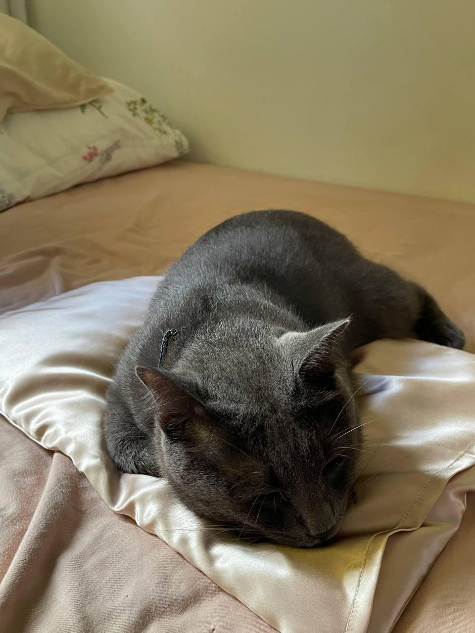 Silk Pillow for Pets