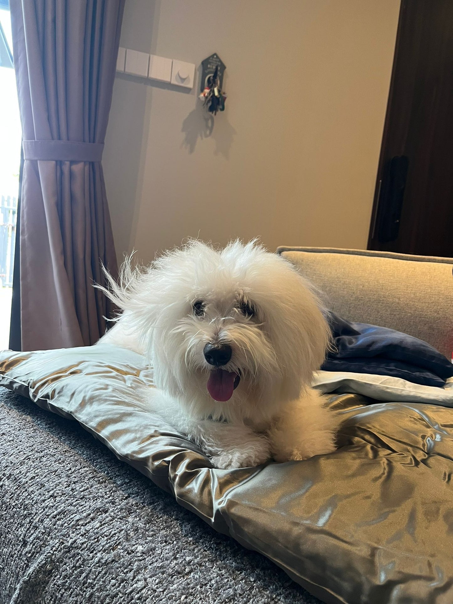 XL Silk Pet Bed-First in the market! (New Launch)