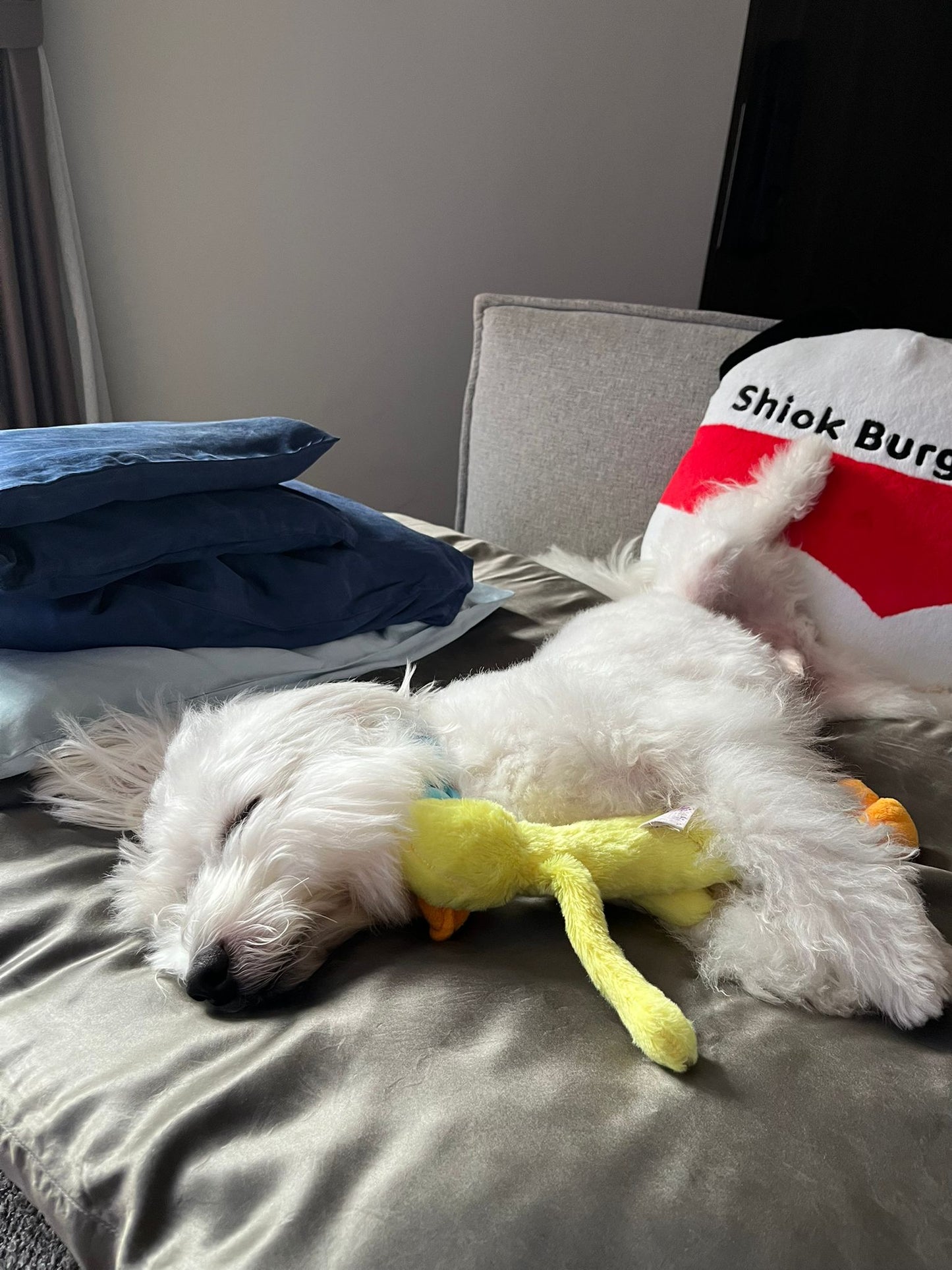 XL Silk Pet Bed-First in the market! (New Launch)